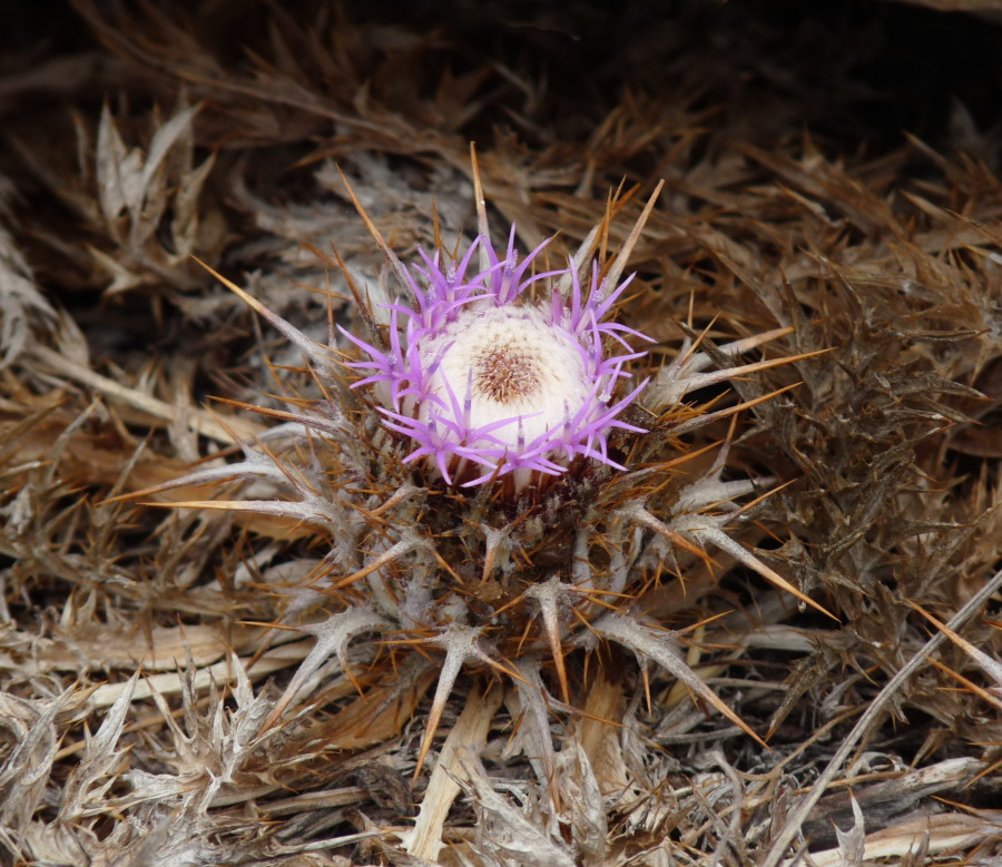 Carlina gummifera